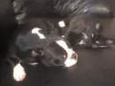 cute doggie & Cat