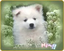 cute puppy