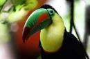 tucan