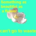 flower