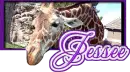 Jessee