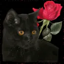 black cat and rose