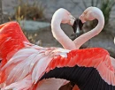love animals