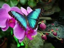 buterfly