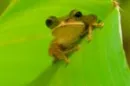 frogy