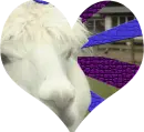 llama love