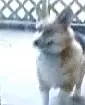 dancing dog