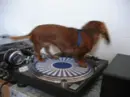 spinning dog