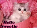 hey sweety( cat)