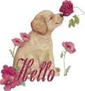hello