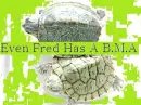 Turtle Friends