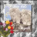 two gray kittens