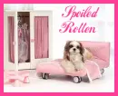 dog laying on a bed