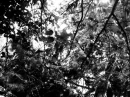 tree tops