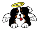 Angel dog