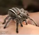 spider