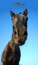 horse