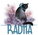 RADHA sitting pretty kitten