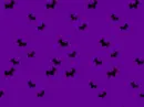 bats