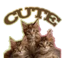 gatos