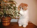 cutie