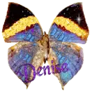 DENISE BUTTERFLY2