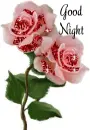 good night