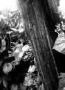 abstract plants