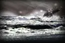 Whale