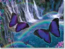 Butterfly rainbow