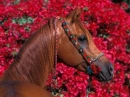 horse flowers