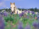 foal flowers