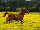 horse-mare and foal