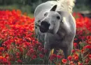 horse flower