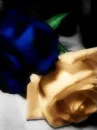 Soft Roses
