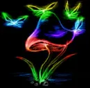 Magic Mushrooms