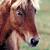 horsey