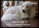 Funny Doggy