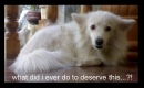Cute Puppy