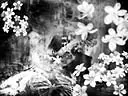 Darkness in flowers