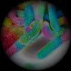 Solor Worms
