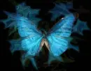 blue butterfly