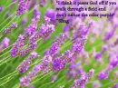 The Color Purple