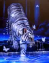 white tiger
