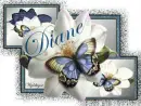Butterflies & Magnolias - Diane