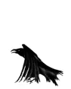 raven