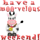 cow (moo-velous weekend )
