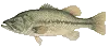 bass