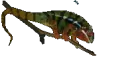 chameleon