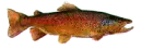 fish001